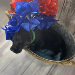 German Shepherd Puppies from Di casa Esperanza