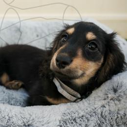Hunwet - Black and cream male Dachshund puppy in Temecula, California from Naomi Magee's Dachshund Kennel