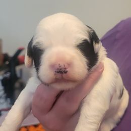 Boy 3 - male Tibetan Terrier puppy in Jerseyville, Illinois from Dzine Tibetan Terriers
