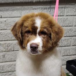 Boy 4-Red Collar - Red tri-color male Australian Shepherd puppy in North Jackson, Ohio from Shadowood Australian Shepherds