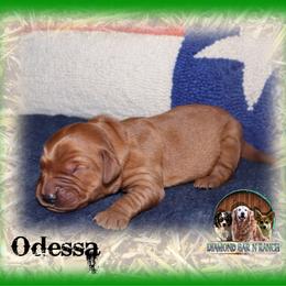 Odessa - Dark golden male Golden Retriever puppy in Anson, Texas from Diamond Bar N Ranch