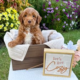 Goldendoodle and Poodle Puppies from D&D Doodles