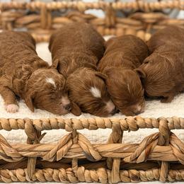 Cavapoo puppies from Fletcher Fuzzy Friends