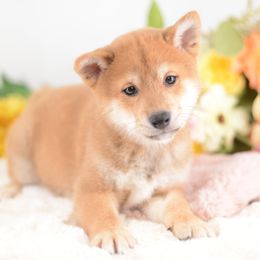 Henry -FULL REGISTRATION INCLUDED- - Red male Shiba Inu puppy in Neosho, Missouri from Kenny Cave K9s