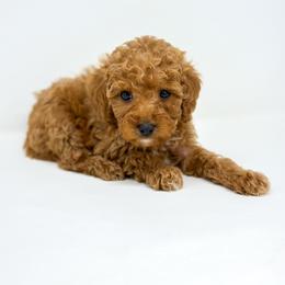 STAR - Red  female Goldendoodle puppy in Davison, Michigan from Dreaming Doodles