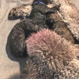 Orange collar - Silver male Poodle puppy in Maryland from Hernwood Heelers & Poodles