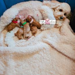 Poodle Puppies from Poodle Avenue