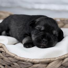 Kringle - Salt and pepper male Miniature Schnauzer puppy in Collinsville, Mississippi from Hillside Kennels