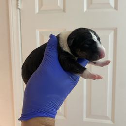 Baby 2 - Black brindle and white female Miniature Bull Terrier puppy in Corona, California from Joyful_minibulls