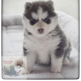 Pomsky Puppies from Foxfire Arctic Spitz