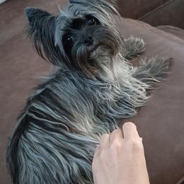 Memphis - Yorkshire Terrier