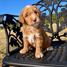 Owl - Apricot male Goldendoodle puppy in Crawford, Mississippi from Magnolia State Poodles and Doodles