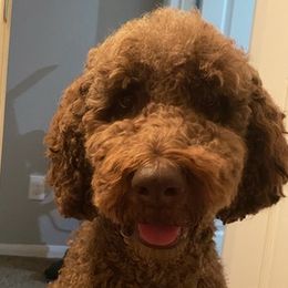 Goldendoodles from Bay Area Doodles