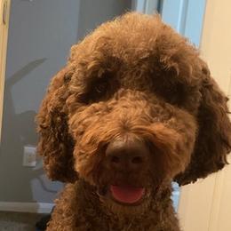 Goldendoodles from Bay Area Doodles