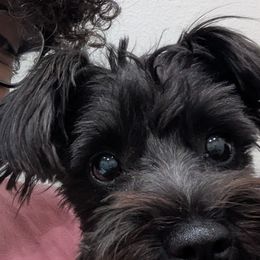 Luna - Miniature Schnauzer