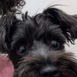 Luna - Miniature Schnauzer
