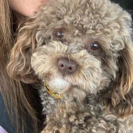 Drogo - Poodle