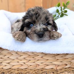 Red  Collar - Blue merle male Aussiedoodle puppy in Coulee City, Washington from Mr and Mrs Doodle Farm