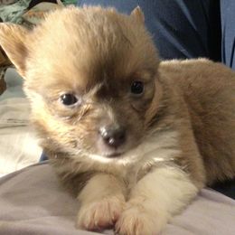 Pembroke Welsh Corgi Puppies from Redwood Corgis