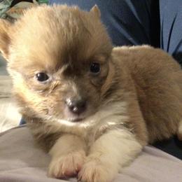 Pembroke Welsh Corgi Puppies from Redwood Corgis