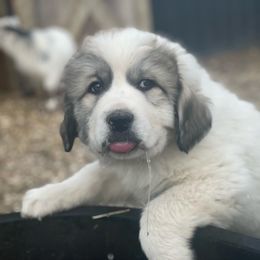 Dachshund and Great Pyrenees Puppies from Mulberry Meadow Farms