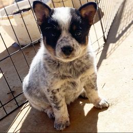 Australian Cattle Dog Puppies from Dry Valley Heelers