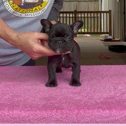 Timmy - Brindle male French Bulldog puppy in Kirbyville, Texas from Empire Bulldogs & French Bulldogs
