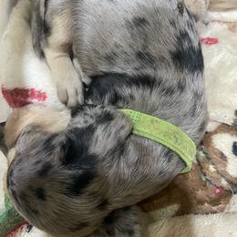 Cleo   Pet only - Dapple female Dachshund puppy in Bullard, Texas from Mimidachs of Texas