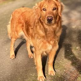 Georgia - Golden Retriever