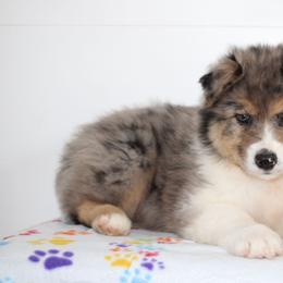 Trent - Blue merle male Australian Shepherd puppy in Honey Brook, Pennsylvania from New Adventures Puppies