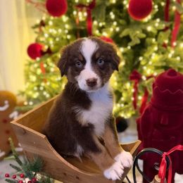 Boy 2 - Red tri-color male Australian Shepherd puppy in San Bernardino, California from Zermeno Ranch