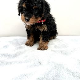 Cavapoo Puppies from PuppybuddyUSA