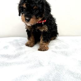 Cavapoo Puppies from PuppybuddyUSA