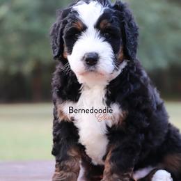 Bernedoodle Puppies from Bernedoodle Bliss