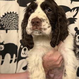 Tennessee (Romeo) - Liver and white male English Springer Spaniel puppy in Huntingdon, Pennsylvania from Indian Creek Springers and Doxies