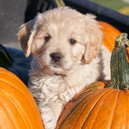 Goldendoodles and Golden Retrievers from Selah Springs Puppies