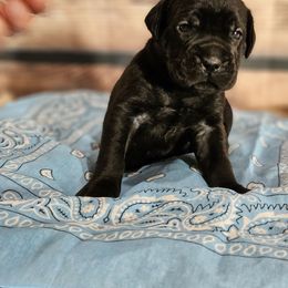 Light blue-Straw carrier - Black female Cane Corso puppy in Fritch, Texas from Carrie Brown's Cane Corsos