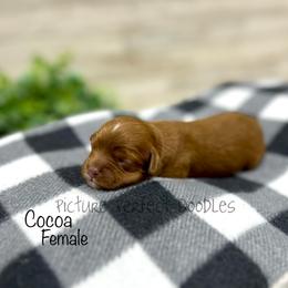 Cocoa - Red female Cavapoo puppy in St George, Utah from Picture Perfect Doodles