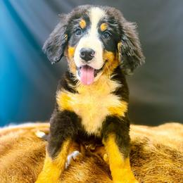 Buster - Tri-color male Bernese Mountain Dog puppy in Alabama from Dogwood Creek Bernese