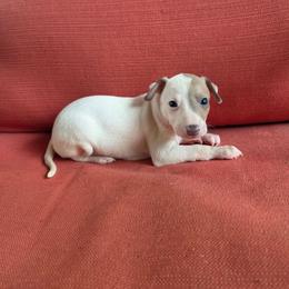Azure - White and fawn male Italian Greyhound puppy in Parsons, Kansas from Feathered Cactus Farm