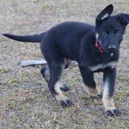 German Shepherd Puppies from Außer Gefahr German Shepherds