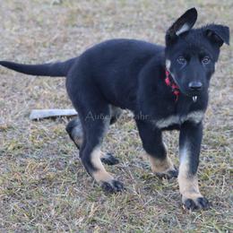 German Shepherd Puppies from Außer Gefahr German Shepherds