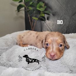 Bo - Dapple female Dachshund puppy in Modesto, California from Cabrera Family Kennels