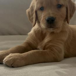 Golden Retriever Puppies from Hidden Oaks Golden Retrievers