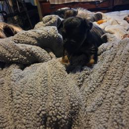 Izzy - Black and tan female Yorkshire Terrier puppy in Toledo, Ohio from Yorkies