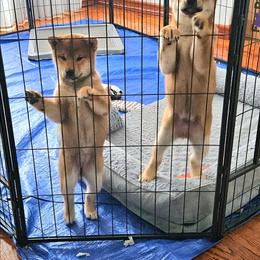 Margarita - Red female Shiba Inu puppy in Brooklyn, New York from KurguzkinShiba