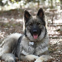 Lace's Shimmering Grey Mist - Sable female German Shepherd puppy in Hawthorne, Florida from Lace's High Flying German Shepherds And Golden Retrievers