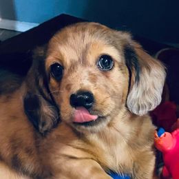 Dachshunds from Donna's Dachshunds