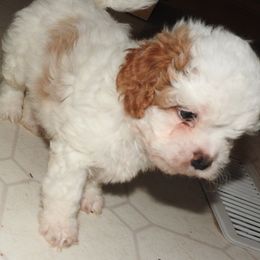 Pomeranian and Shichon Puppies from Smallstar puppys