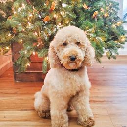 Sonny - Poodle